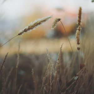 انگشتر نقره عقیق یمنی